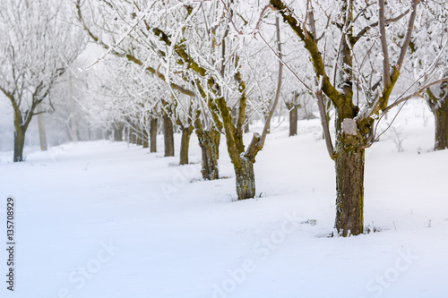 Peach orchard covered with snow