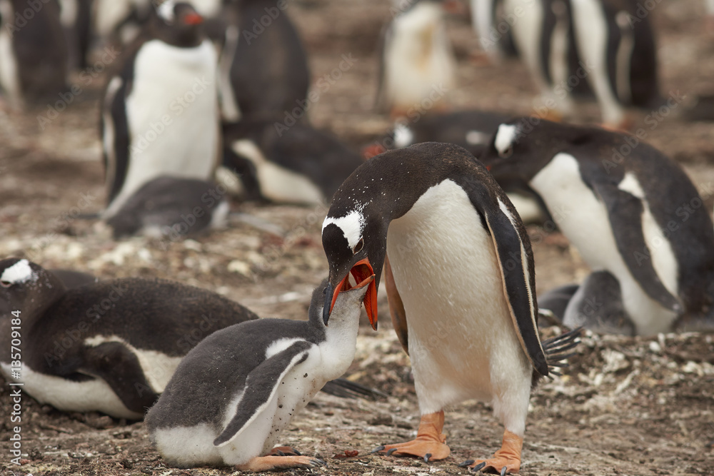 Naklejka premium Gentoo Penguin (Pygoscelis papua) regurgitating food to feed its chick on Bleaker Island in the Falkland Islands