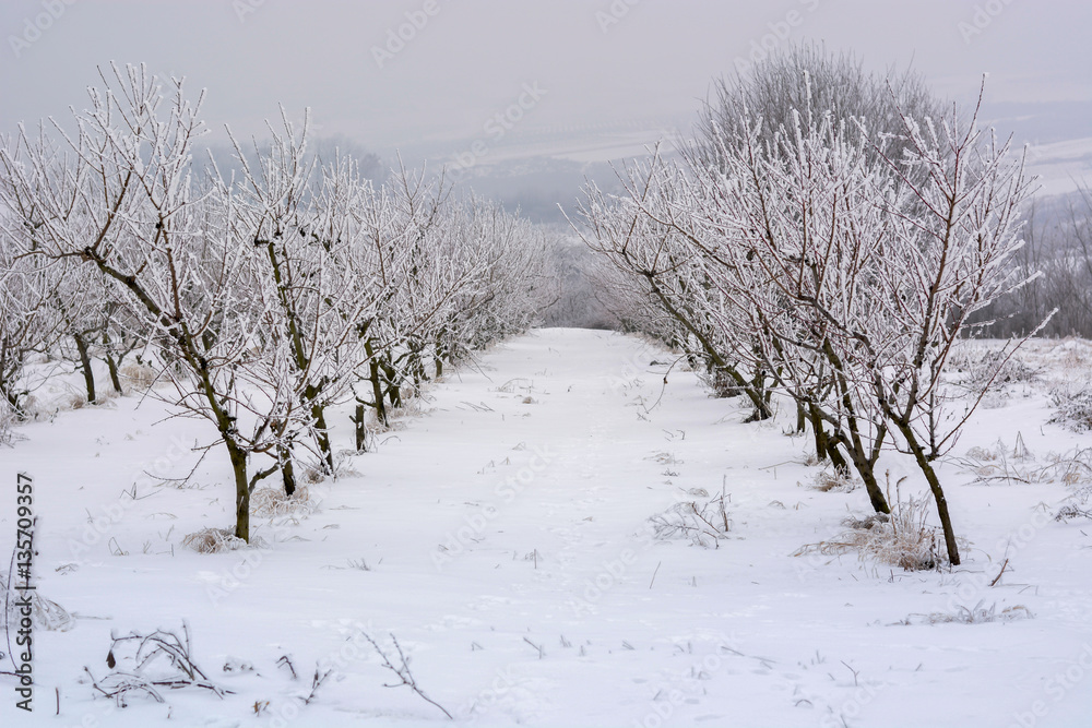 Peach orchard covered with snow in winter,shallow dof