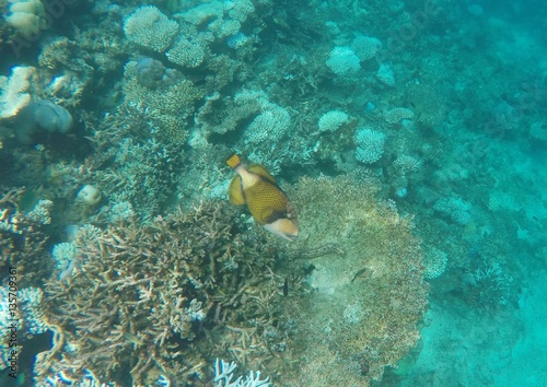 Titan triggerfish swimming over the coral reef, Maafushivaru island, Ari atoll, Maldives