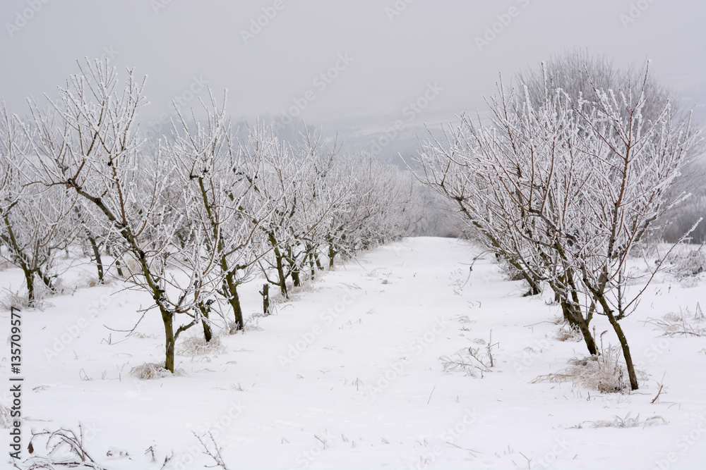 Peach orchard covered with snow in winter,shallow dof Peach orchard covered with snow in winter,shallow dof