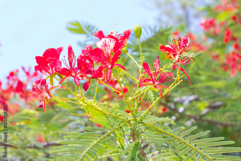 red  Caesalpinia Pulcherrima flower