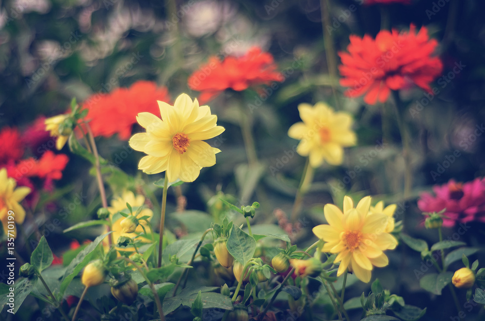 Bright dahlias in the garden Bright dahlias in the garden