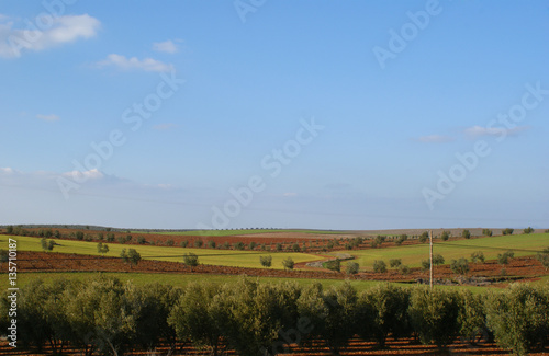 Fields of olive trees, grapevines and wheat