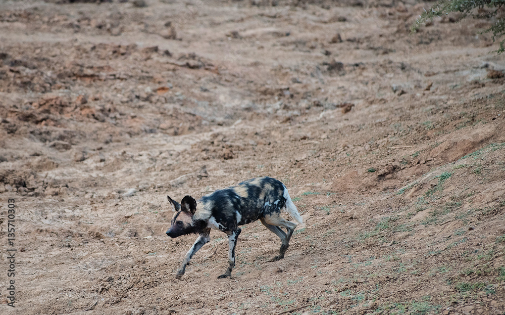 Obraz premium African wild dog in Etosha national park in Namibia South Africa
