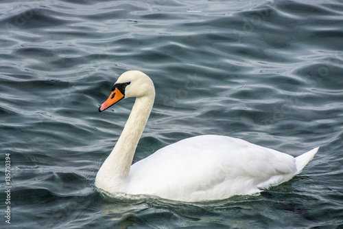 Fototapeta Naklejka Na Ścianę i Meble -  swan
