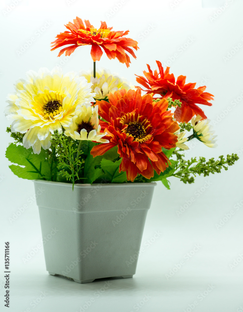 Multiple Color flowers in white plastic pot, isolated on white background.