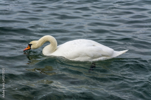 Fototapeta Naklejka Na Ścianę i Meble -  swan