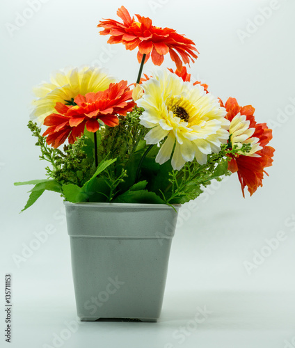 Multiple Color flowers in white plastic pot, isolated on white background.