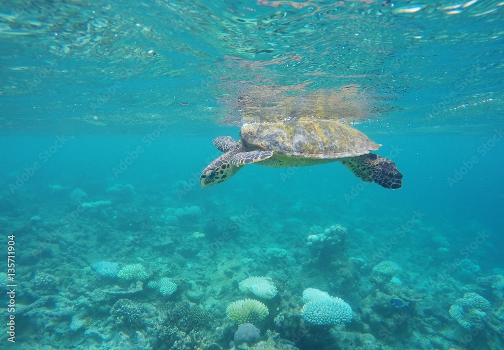 Green Turtle floating. Maafushivaru island, Indian Ocean, Maldives