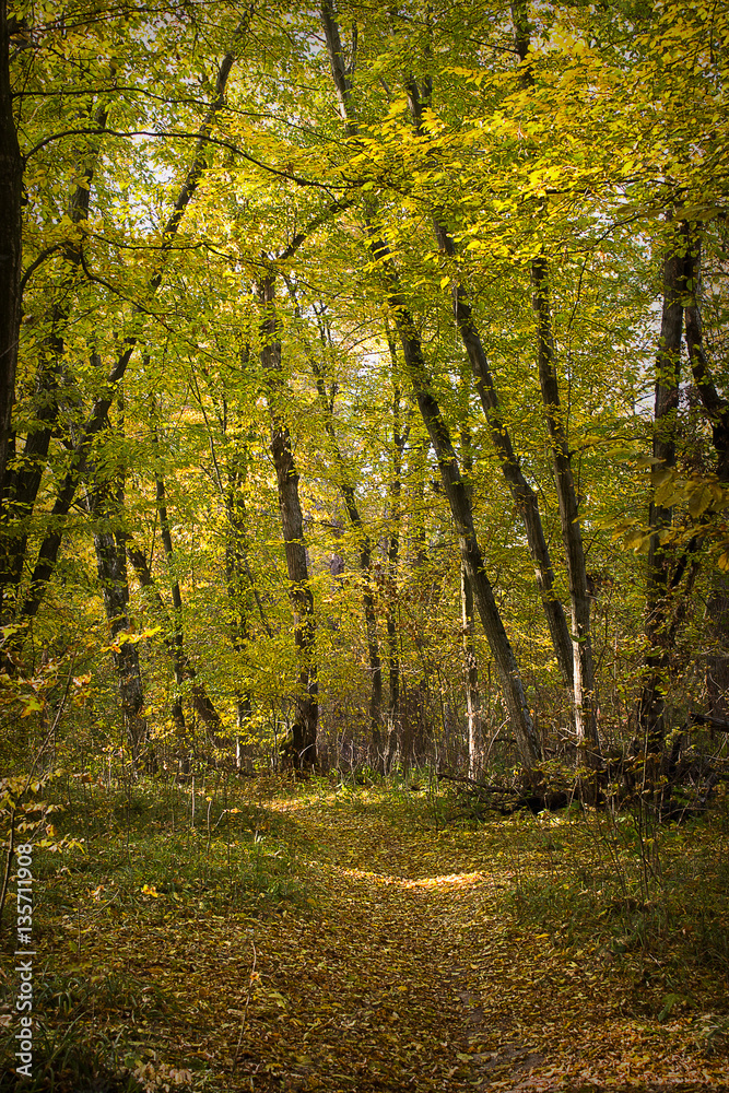 trail in golden autumn forest on a sunny day