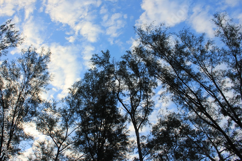 The tree and pattern of white clouds streaming by wind with blue sky background. 