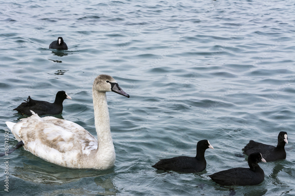Fototapeta premium Swans and ducks dives