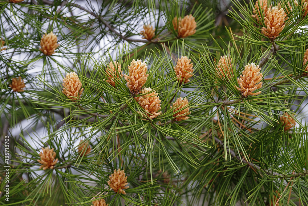 Lace-bark pine (Pinus bungeana). Pollen cones