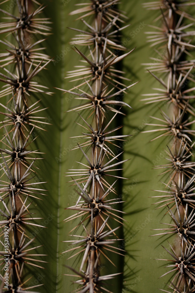 Fototapeta premium Prickly Rows