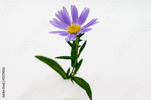 Purple flower with green leaves isolated on white background.