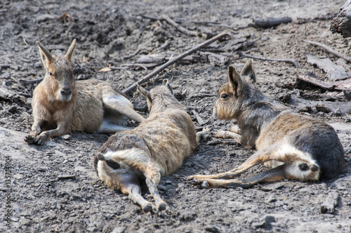 Three Resting Animals
