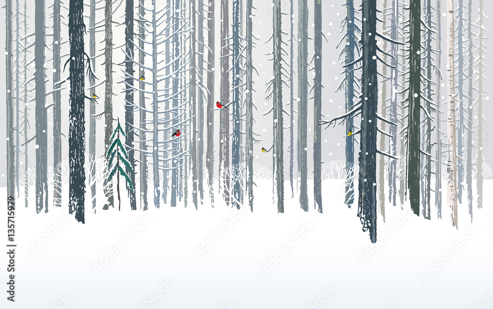 Obraz premium Winter forests background, combined from forest trees and snow in the landscape.