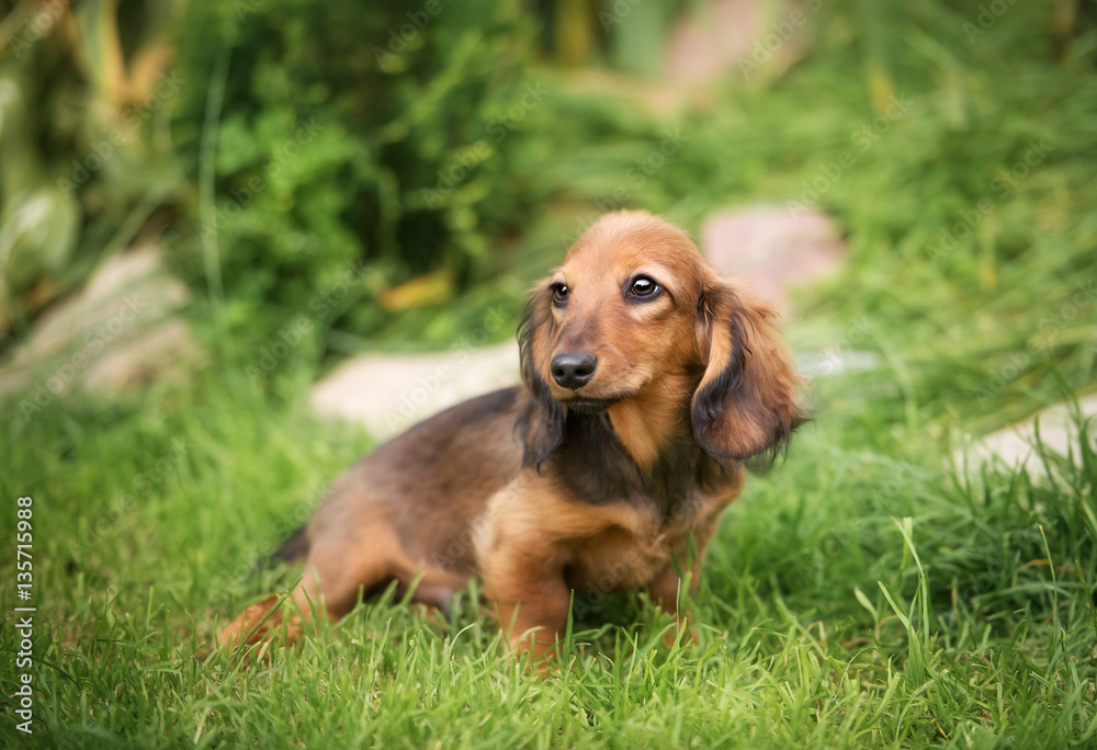 beautiful dachshund puppy dog with sad eyes  portrait