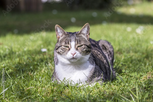 cat enjoys relaxing at the green grass in the garden