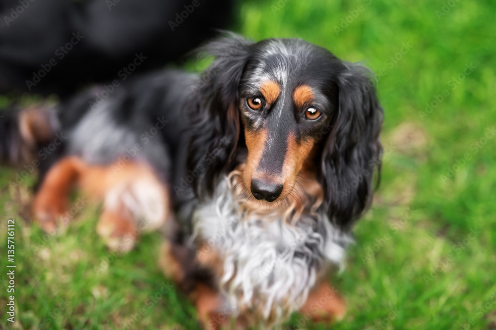 Miniature dachshund lawn dog smile