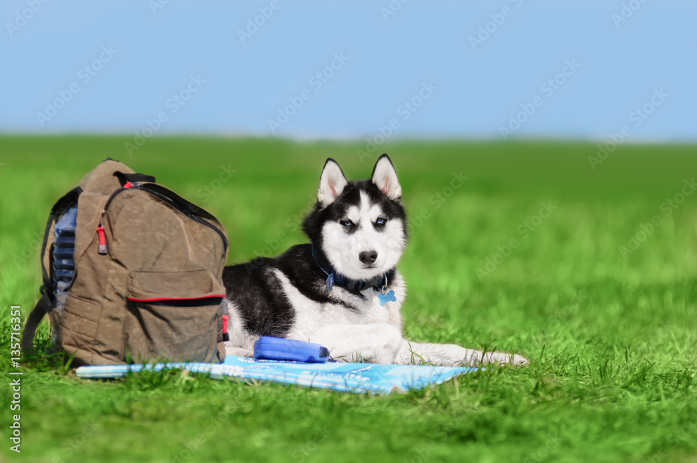 Cute siberian husky lying
