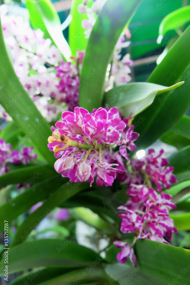 Pink flowers Pink flowers