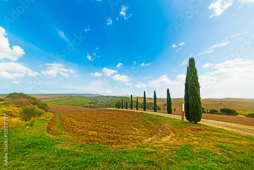 Cypresses row in Tuscany