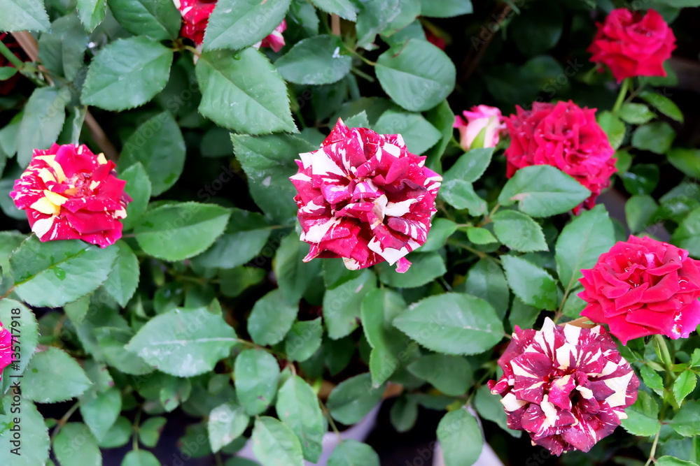 Colorful roses Colorful roses