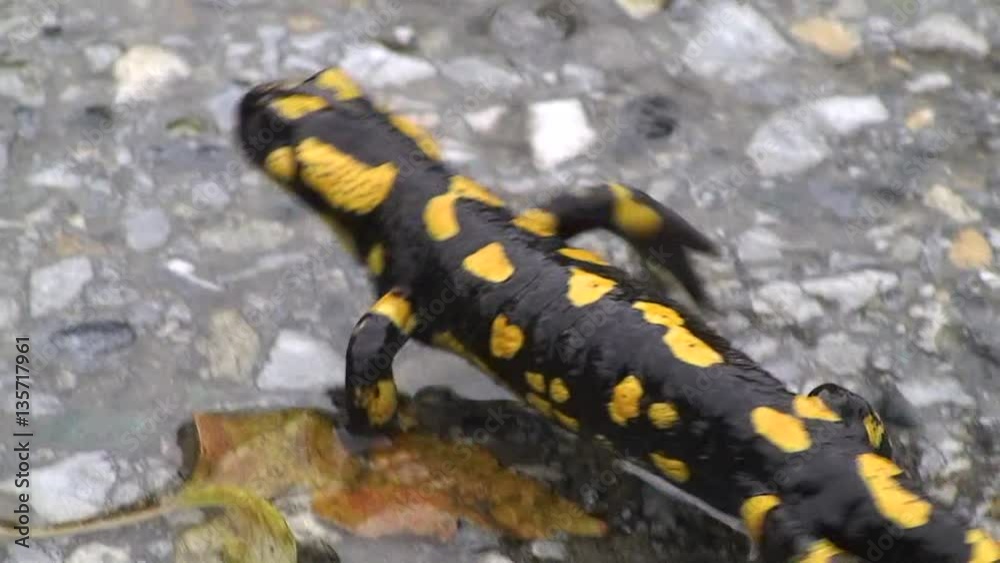 Ein Feuersalamander schlängelt sich auf einer nassen Straße dahin (Nahaufnahme) Ein Feuersalamander schlängelt sich auf einer nassen Straße dahin (Nahaufnahme)