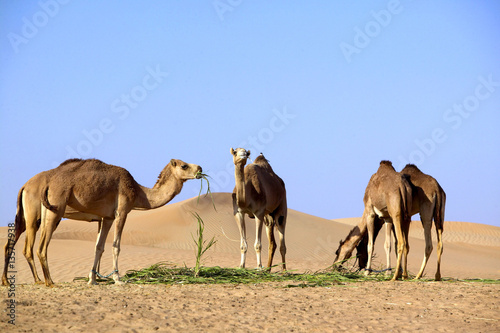 Kamele in der Wüste bei Dubai, Vereinigte Arabische Emirate, Naher Osten
