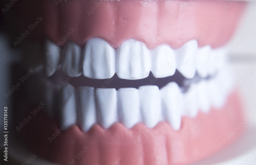 Obraz premium Dental teeth dentistry model