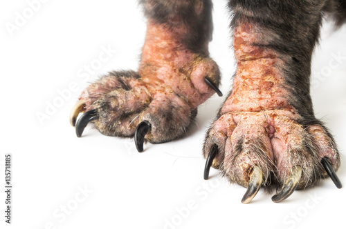 Closeup legs of dog sick leprosy skin problem with white backgro