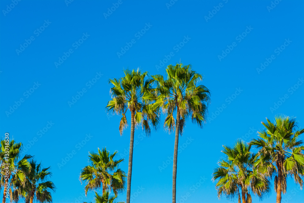 Palm trees in L.A.