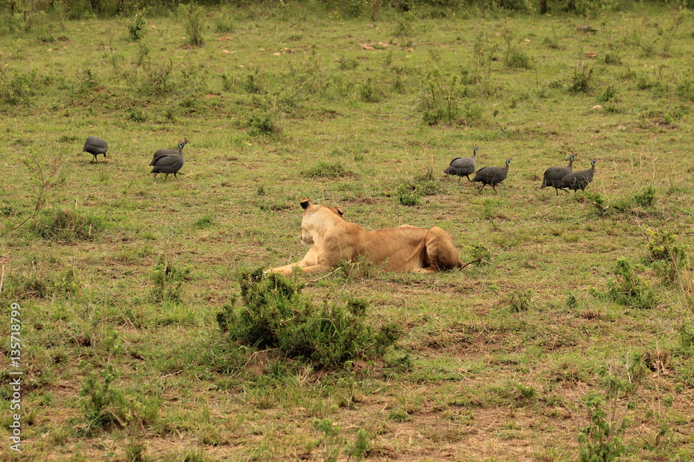 Lion looking at guinea fowls walking in Kenya Lion looking at guinea fowls walking in Kenya