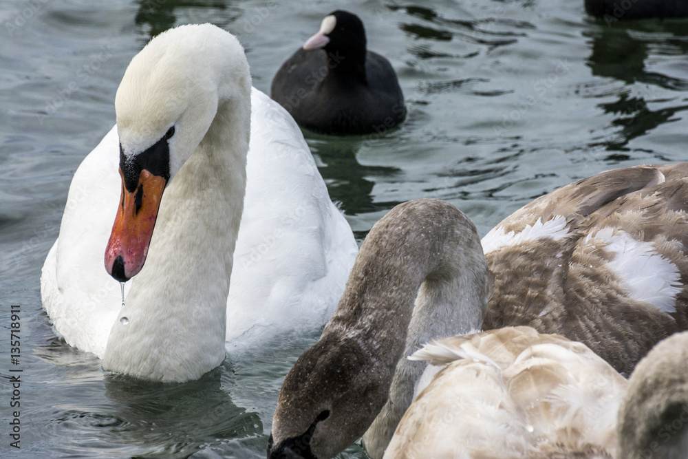 Fototapeta premium Swans and ducks dives
