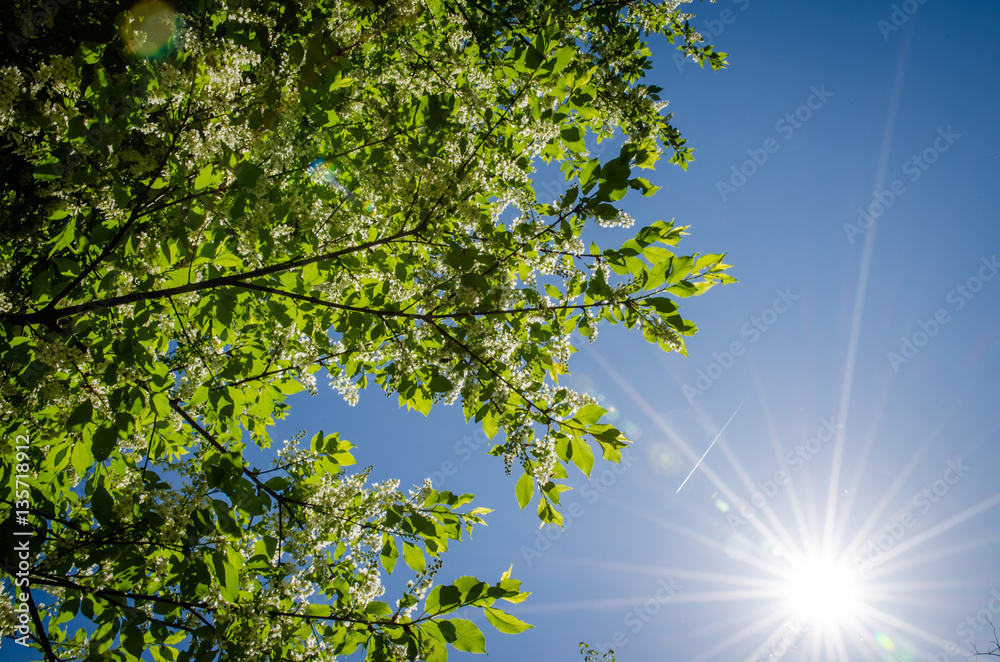 Obraz premium spring, sun and trees