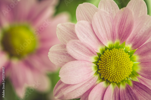 pink chrysanthemum flower