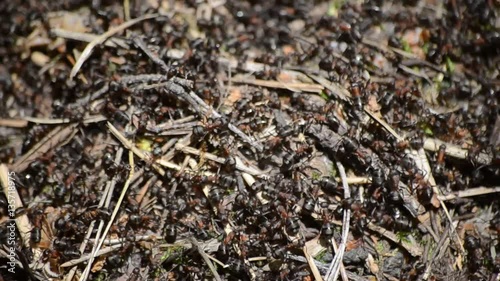 Муравьи в муравейнике. photo