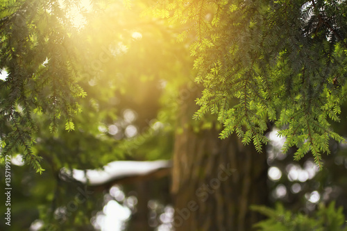 evergreen coniferous tree hemlock colorful natural background in backlit photo