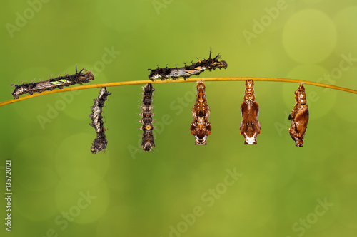 Transformation caterpillar to pupa of commander butterfly restin photo