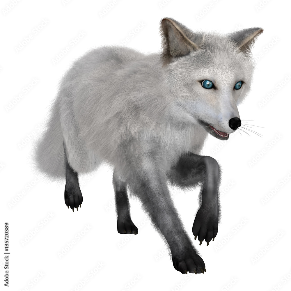 3D Rendering Arctic Fox on White