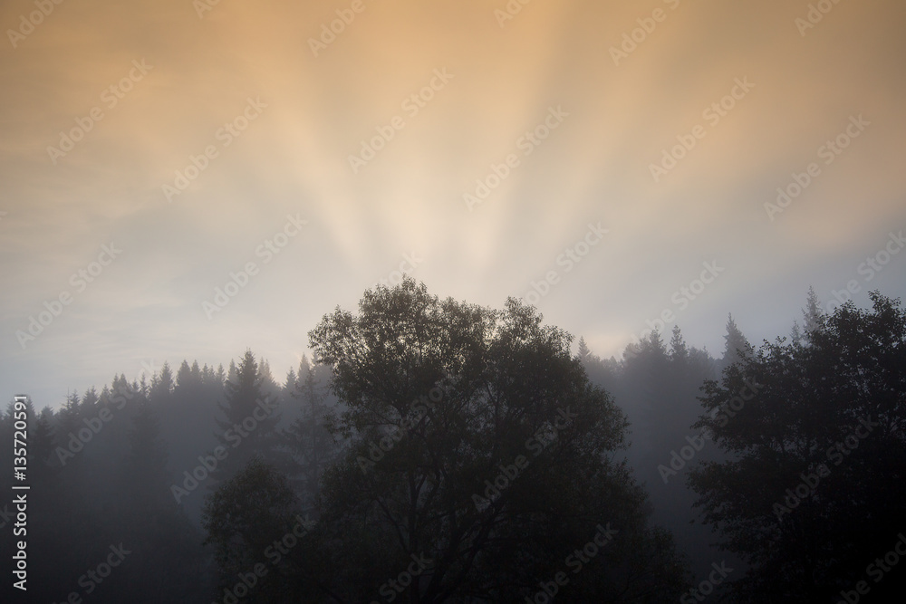 Fototapeta premium sunrise in a misty forest