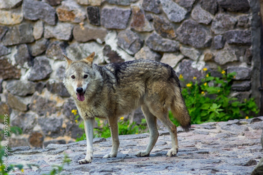 Fototapeta premium Big Grey wolf in the zoo looking for something
