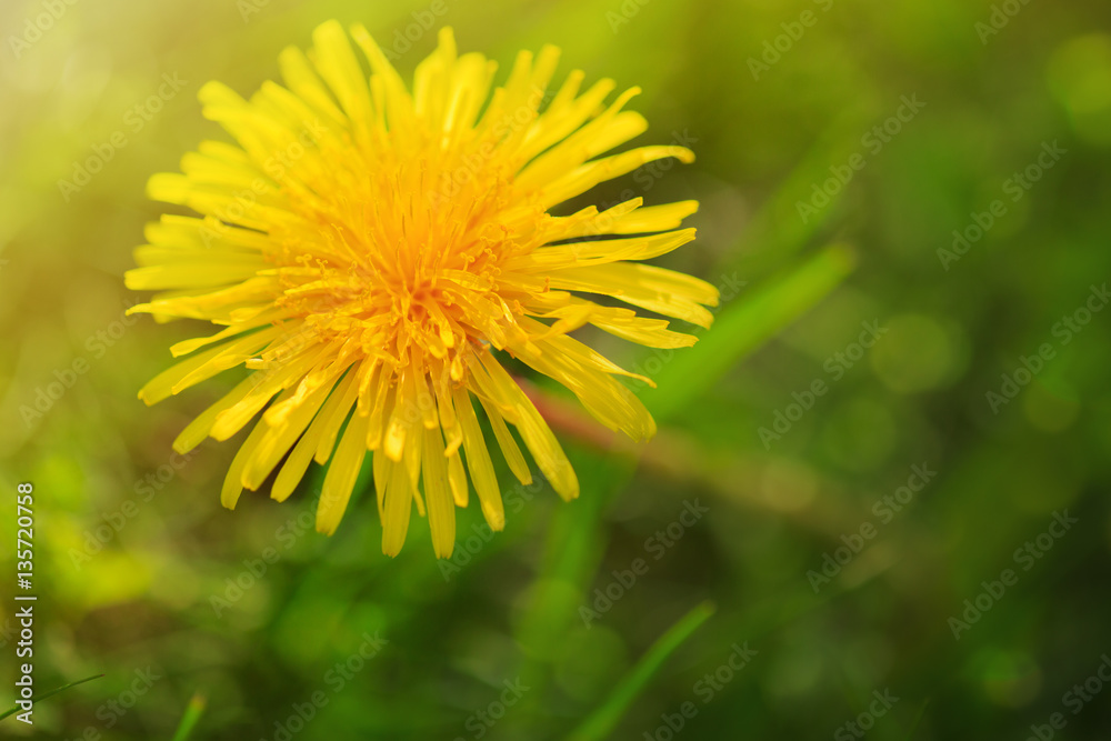 Macro shot of dandelion flower. Macro shot of dandelion flower.