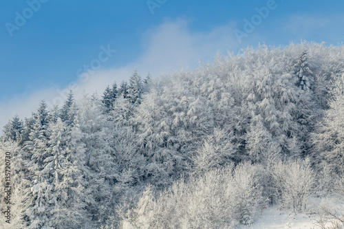 Beautiful winter forest © miwa1408