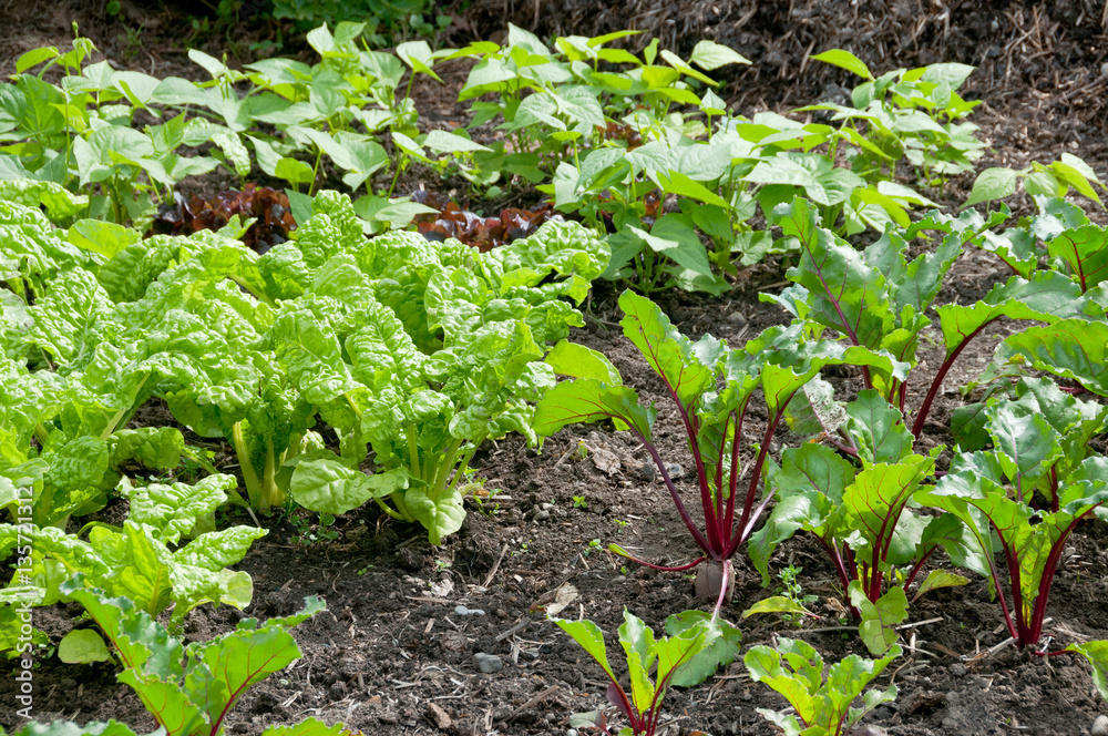 Fresh beetroot and spinach plants on a vegetable garden ground Fresh beetroot and spinach plants on a vegetable garden ground