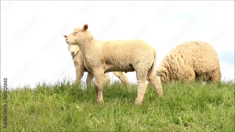 sheep family with lambs walking on a dike
sheep family with lambs walking on a dike