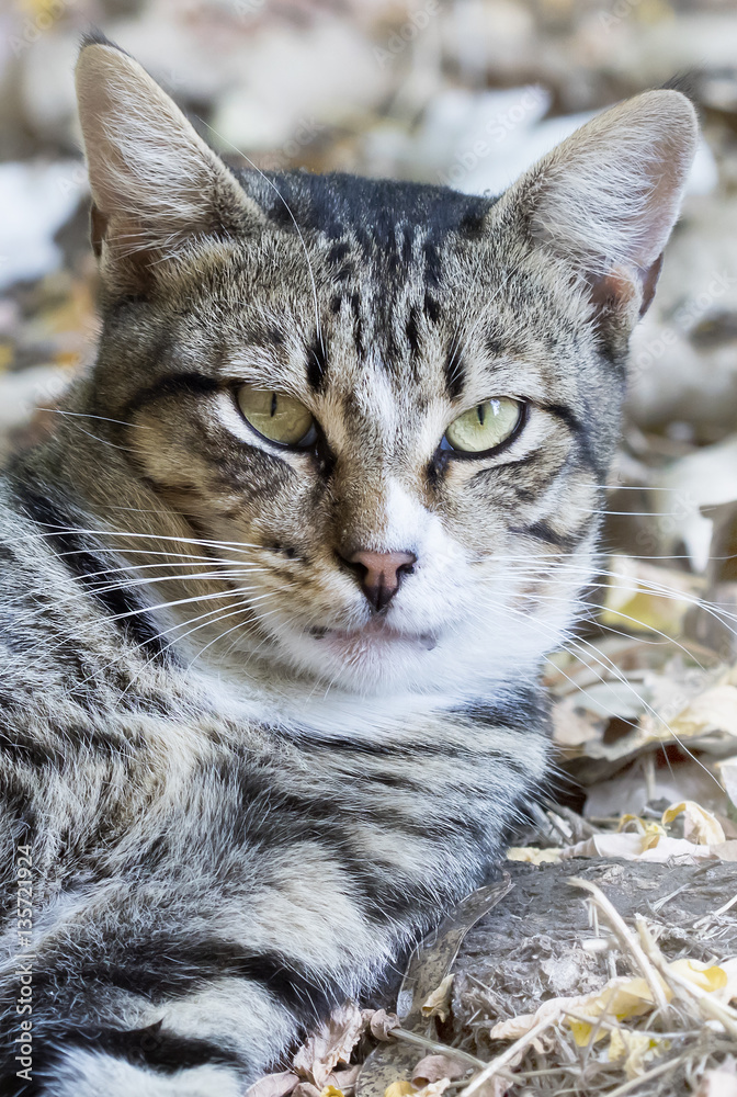 Naklejka premium wild street cat