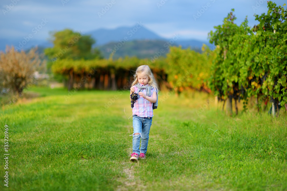 Cute little girl harvesting grapes in a vineyard Cute little girl harvesting grapes in a vineyard